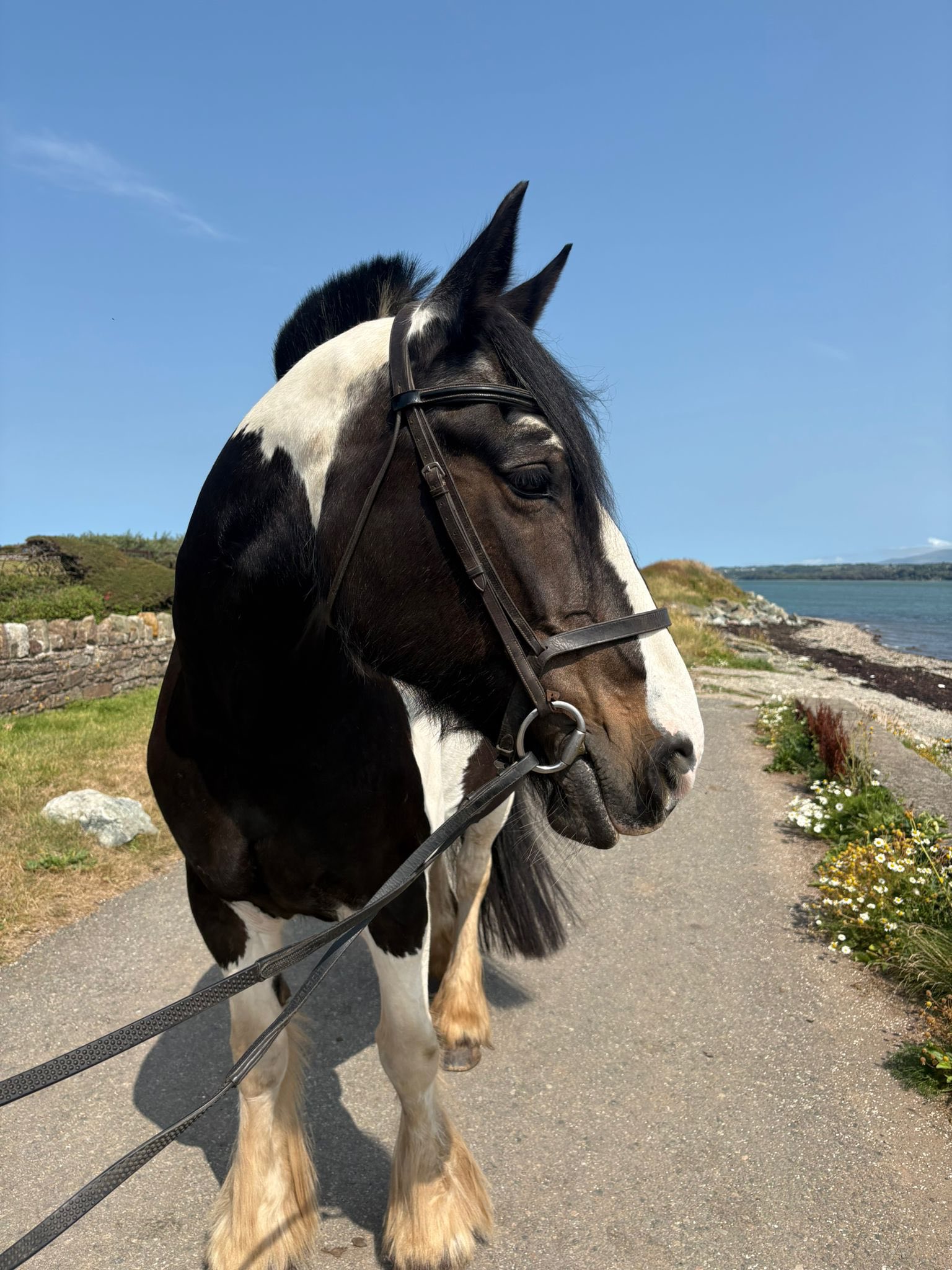 Anglesey Riding Centre - Calling all Adult Beginners! From Monday 17th ...