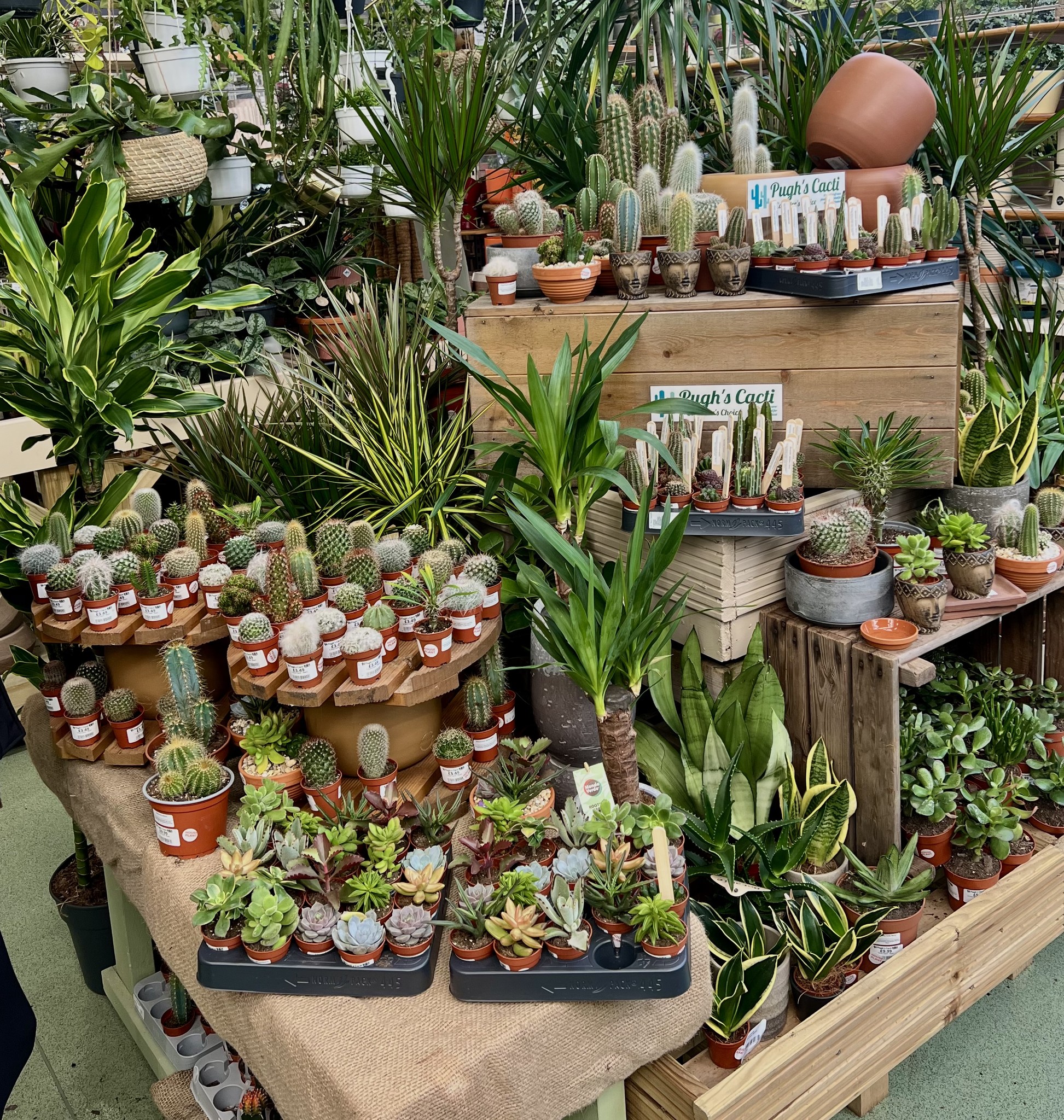 Highfield Garden World - 🌵 New Cacti & Succulents Have Arrived! 🌵 Come ...