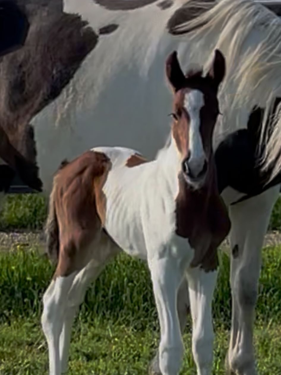 ララ ✨ Eclipse 2000 Z✨ Stallion colt by Ermitage Kalone out of