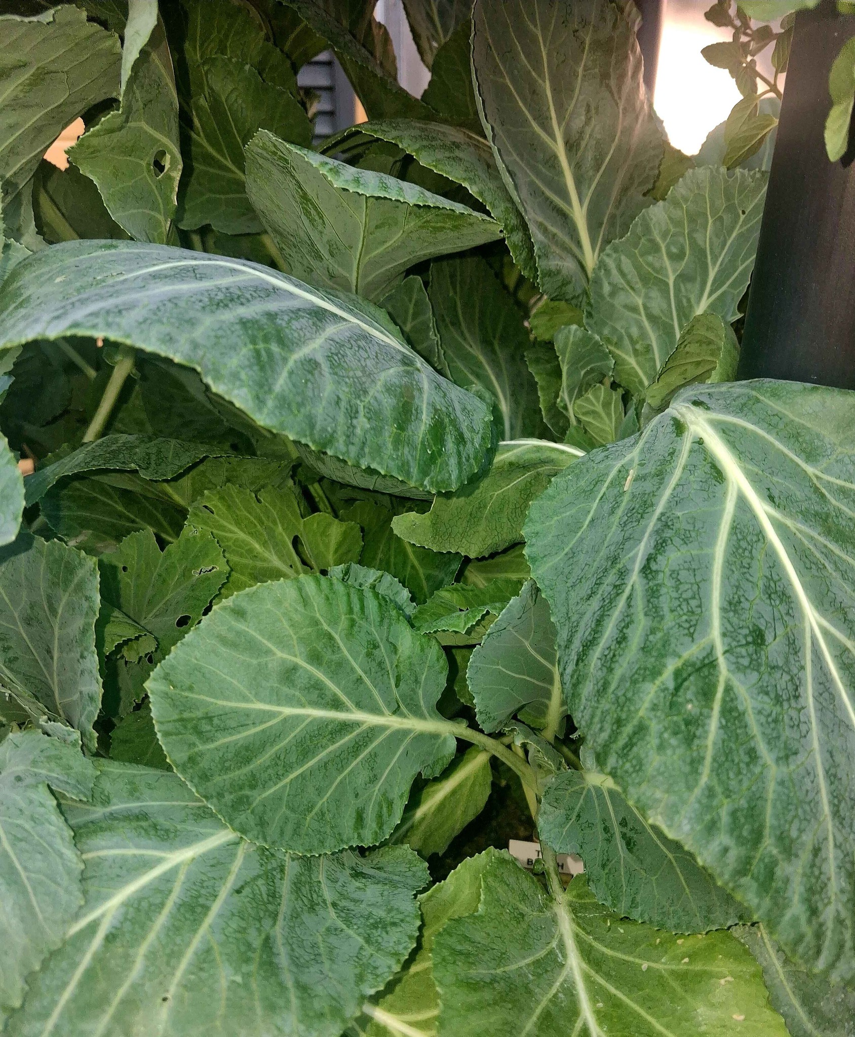 Top Bunch Collards- 4 Pack - Plants & Seedlings - Ormond Beach, Florida ...