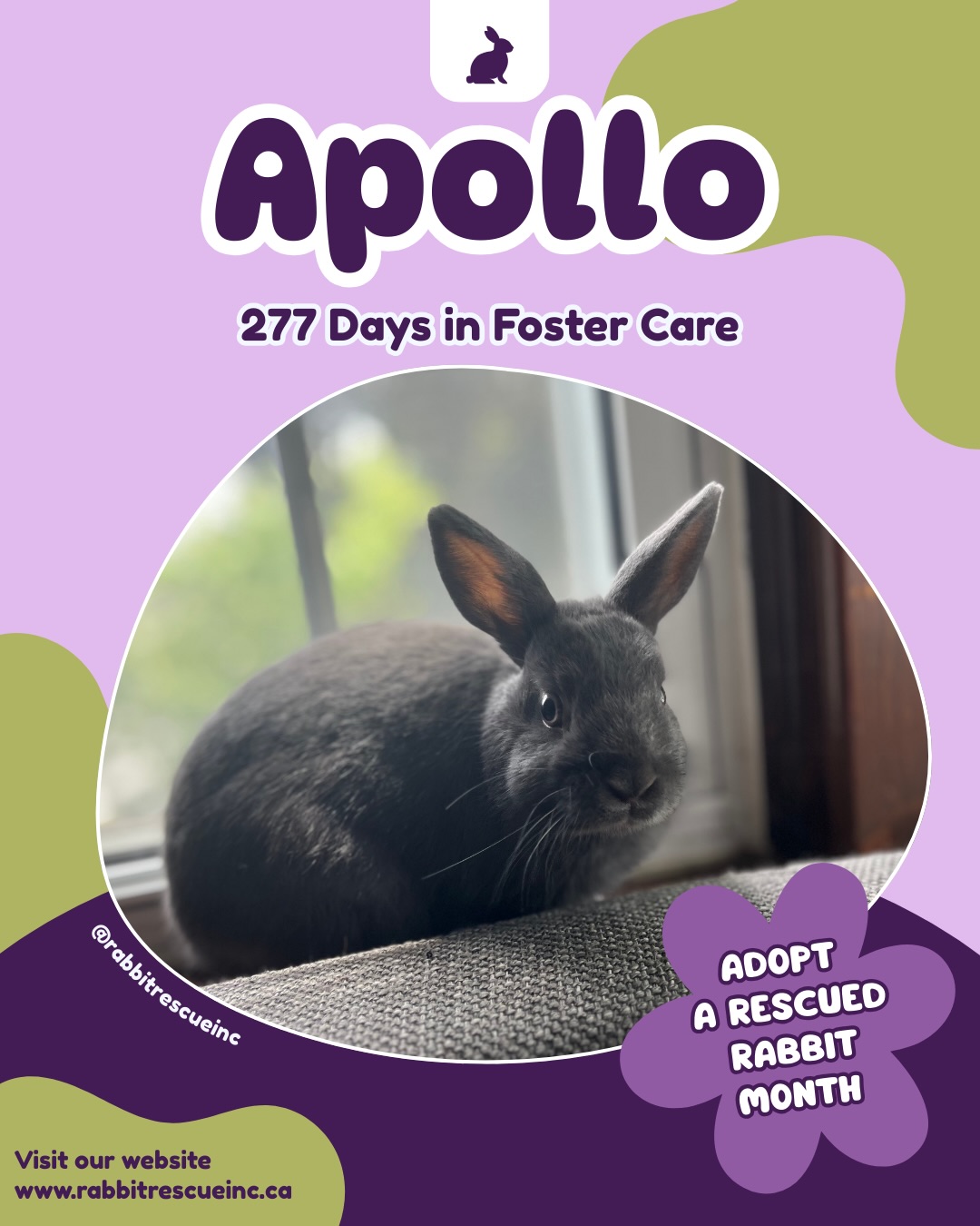Rabbit Rescue Incorporated... - Rabbit Rescue Incorporated