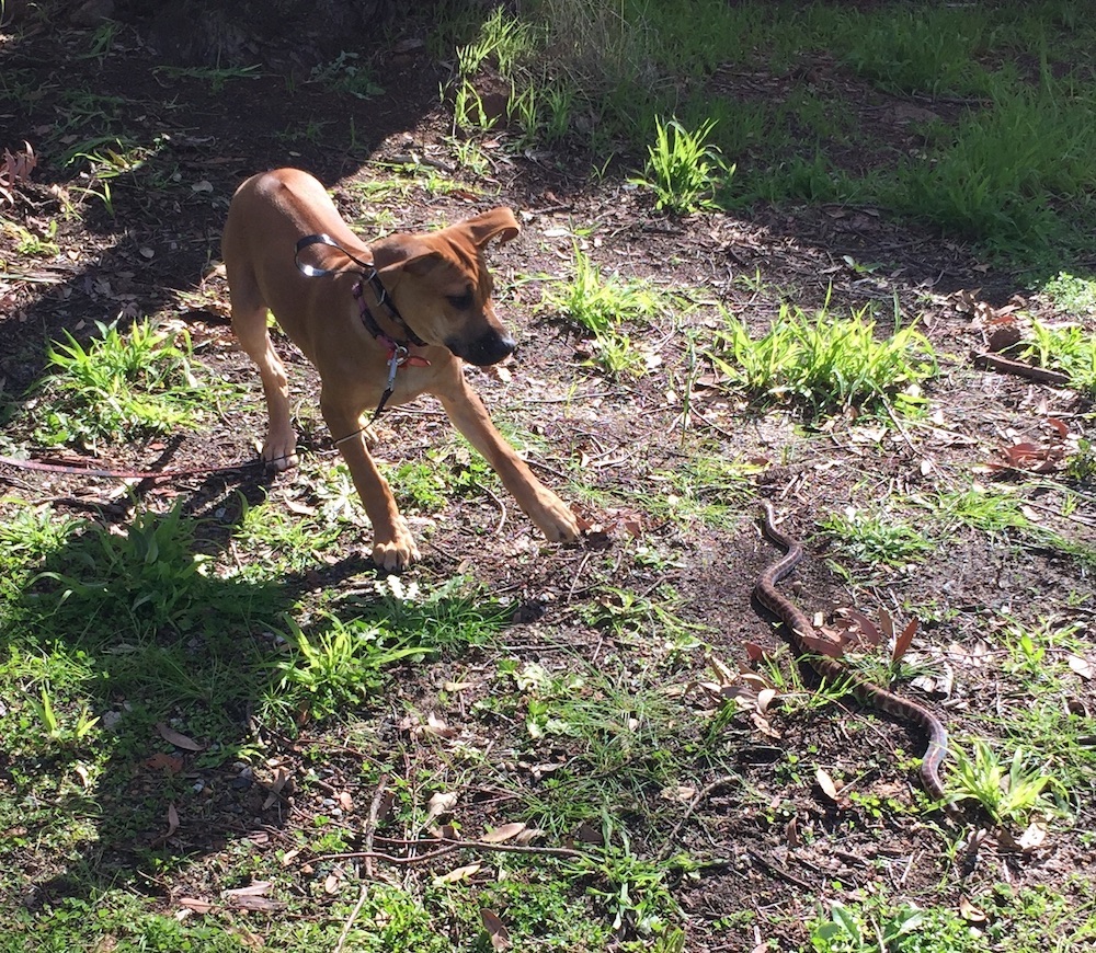 Animal Ark Snake Avoidance Training for Dogs ALBANY