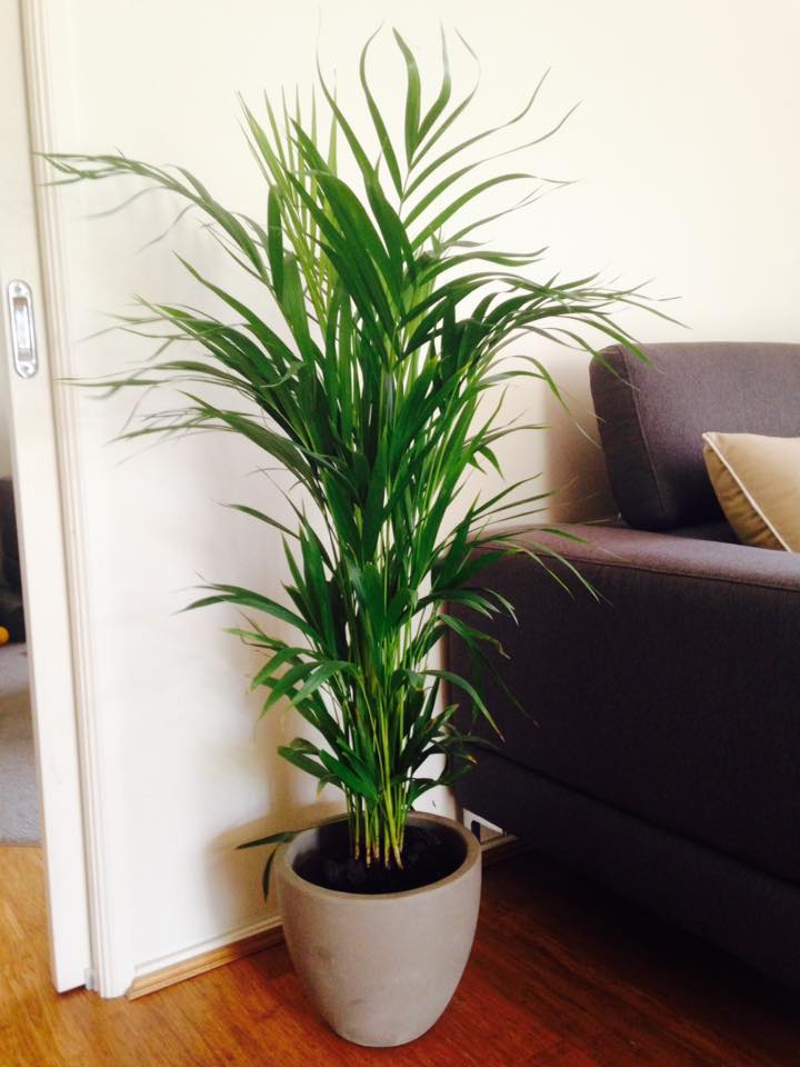 Canberra Indoor Plants Home