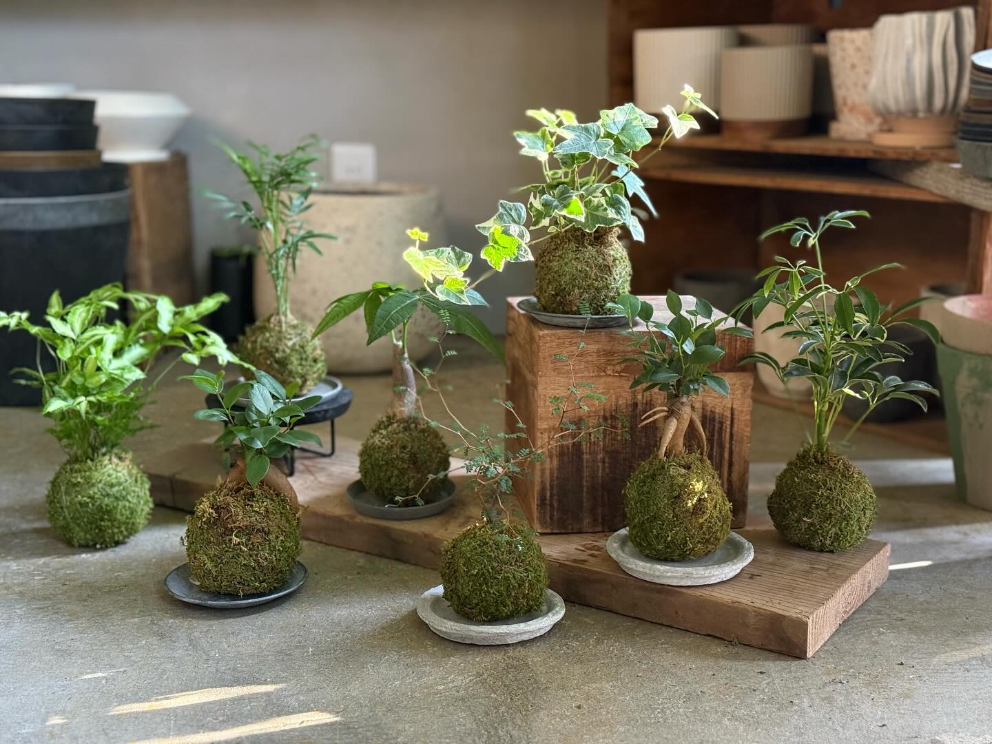 遊園不動産 ［The GATHERING］green plants shop | Kawasaki-shi Kanagawa