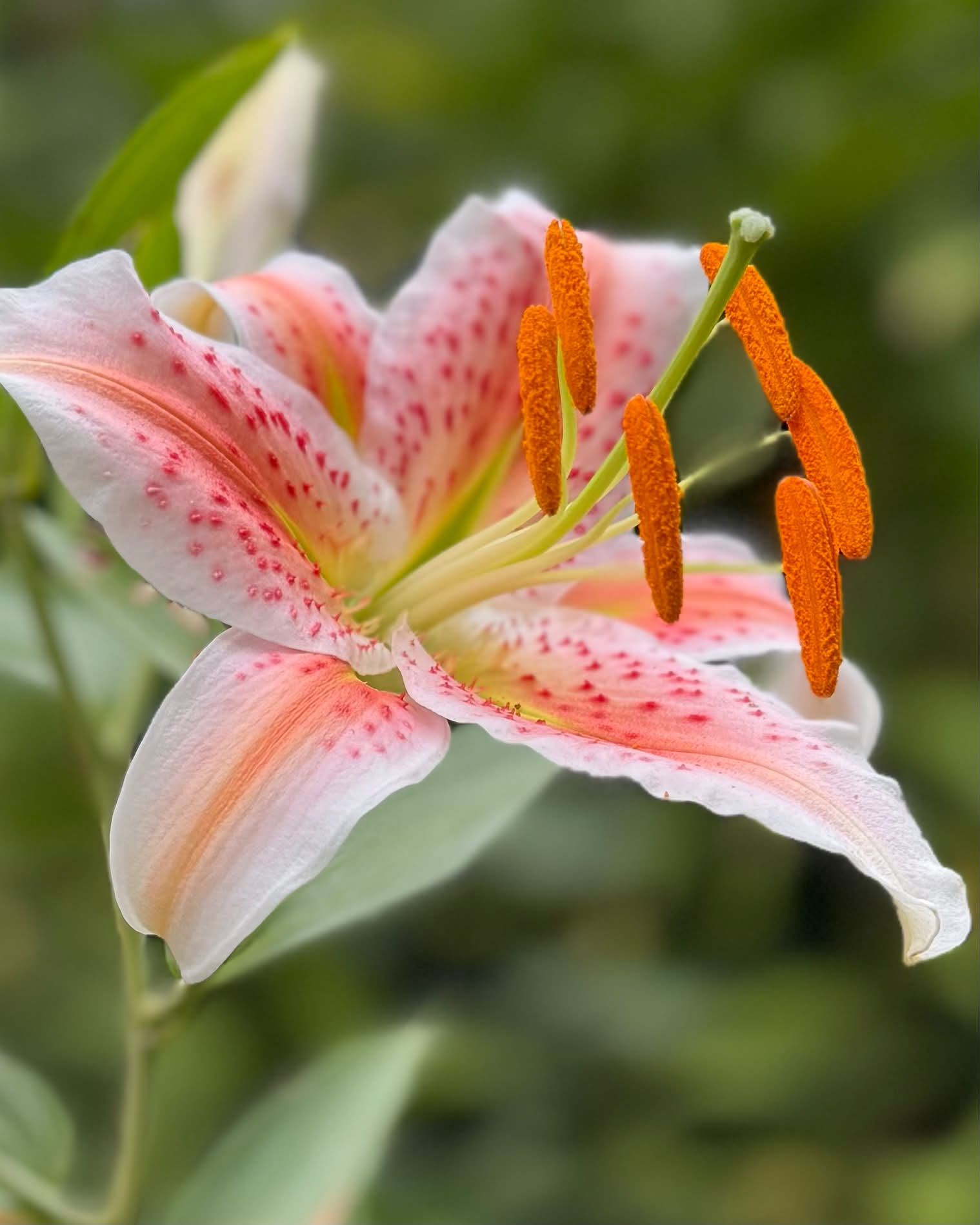 lilly✳︎ Can't remember the name of this lovely lily.🧡🤍 #lily #flowers