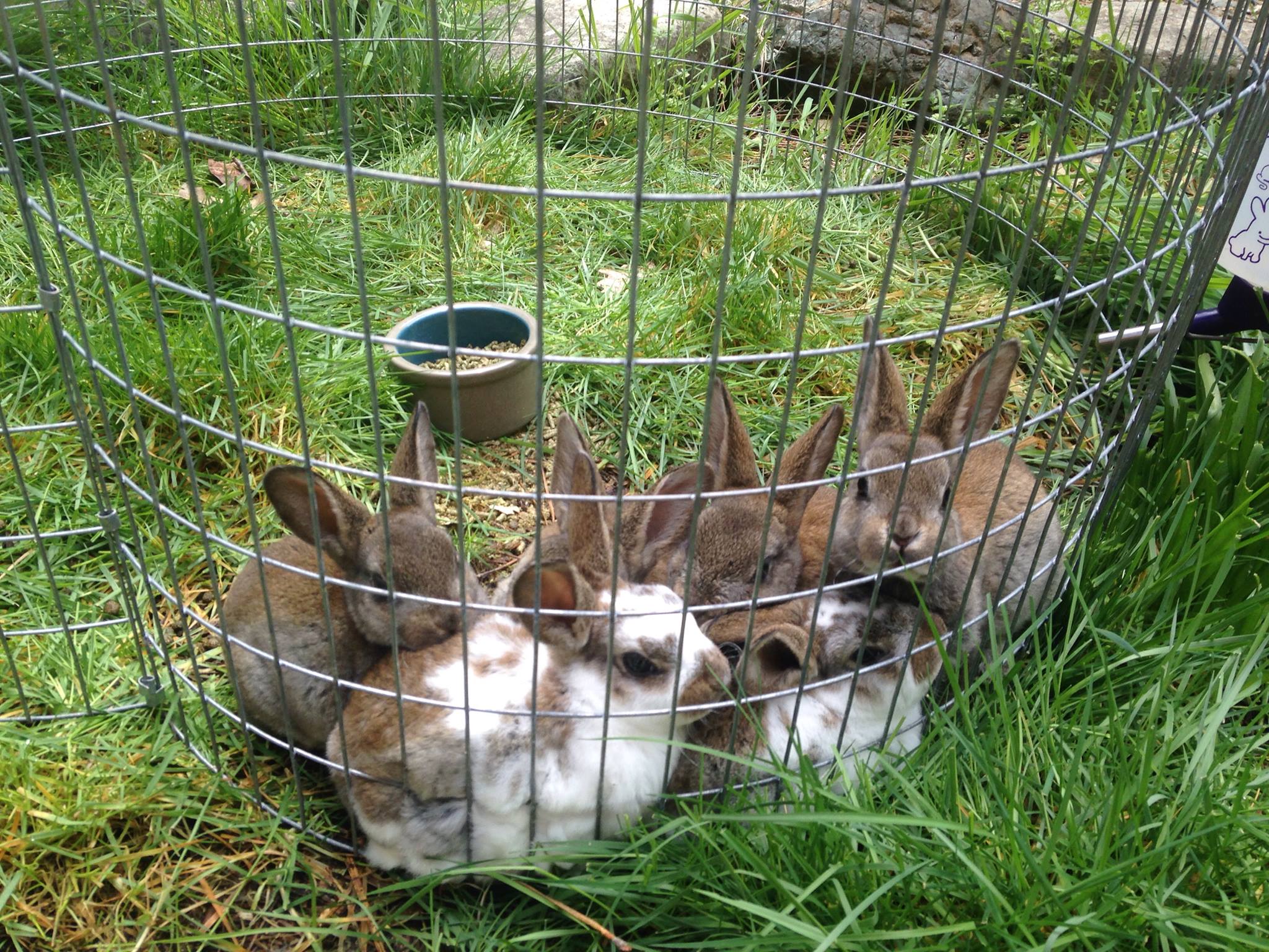 Snowy River Rabbitry & Hobby Farm | Grants Pass OR