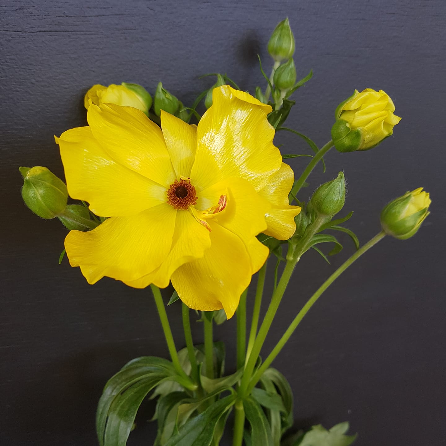 Nydelig gul Ranunkel i... - Jentelåven Blomster & Gaver