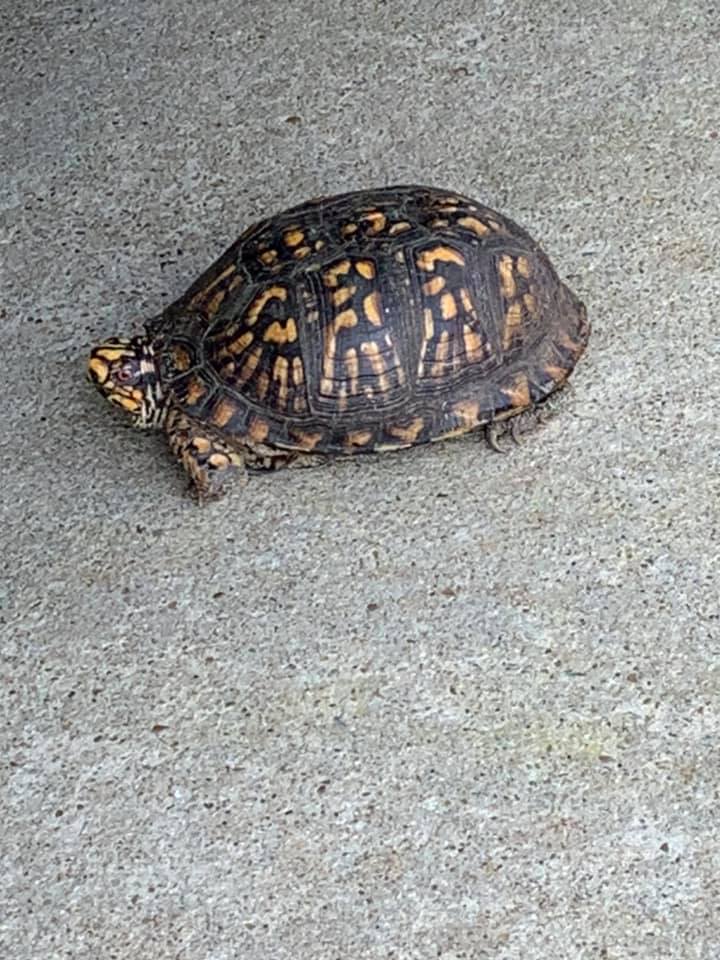 OBXAvalon2 - This is our Resident Turtle, he likes to... | Facebook