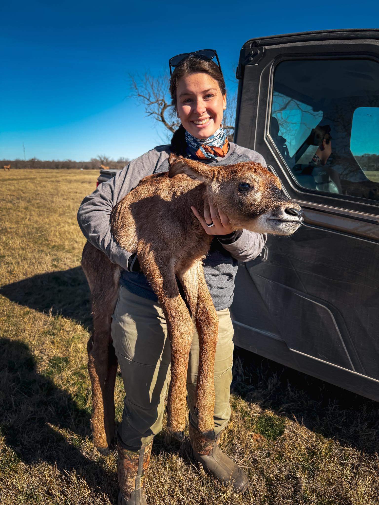 Kaiser - Ending 2025 with a female Roan calf! 🔥 Welcome to Kaiser Creek ...