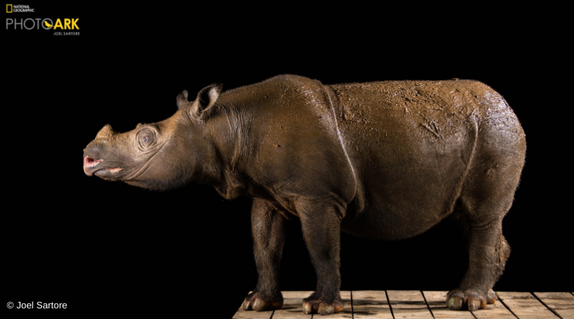🌏Pahu, a rhino rescued... - IUCN Species Survival Commission