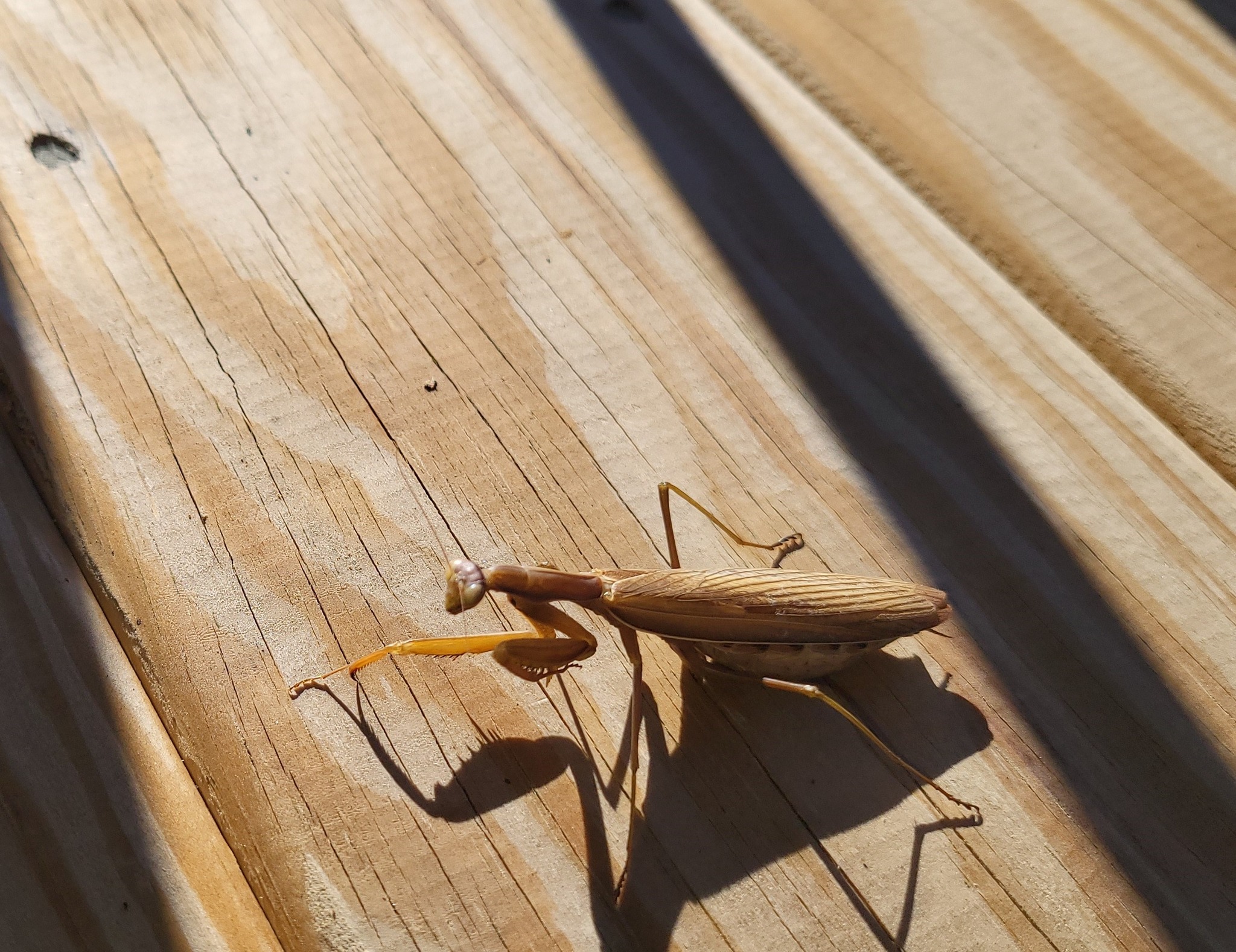 Praying Mantis today, I have never seen one of this color.
