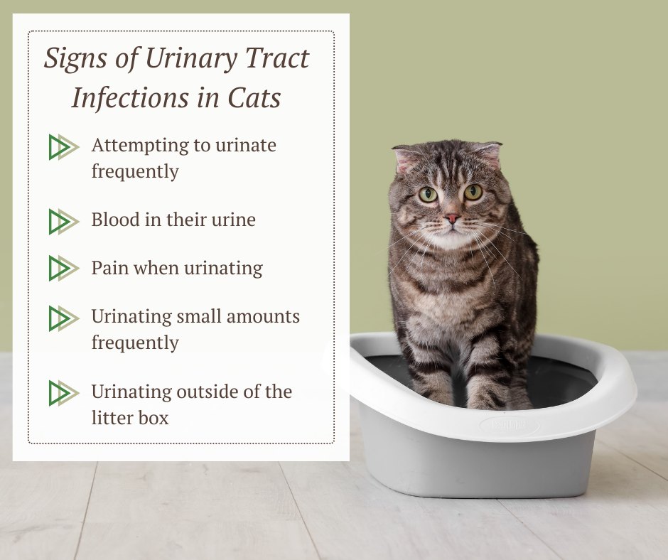 what-are-the-signs-of-a-urinary-grey-bruce-pet-hospital-facebook