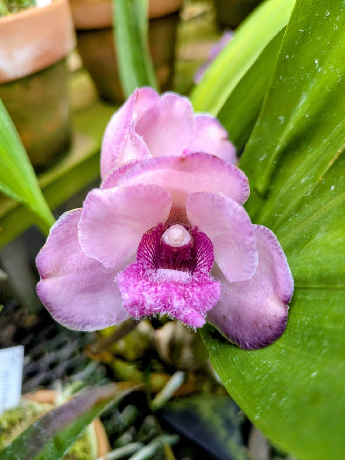 中藤洋蘭園-Nakato - 新入荷：イリオモテラン（Trichoglottis