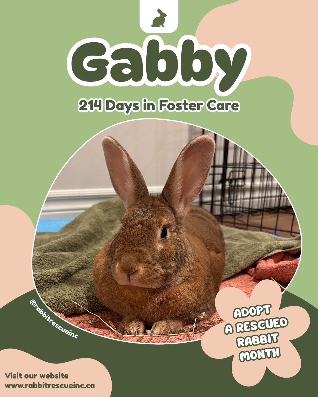 Rabbit Rescue Incorporated... - Rabbit Rescue Incorporated