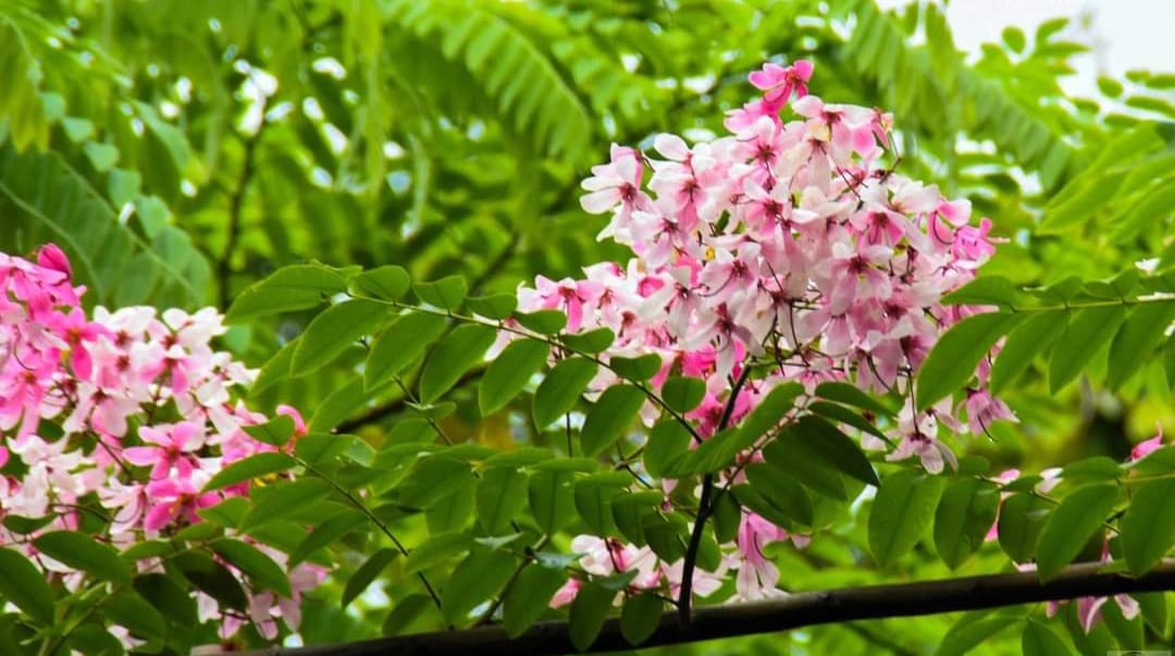 Polli Bangla Unnayan Sohojogita Songstha | Dhaka