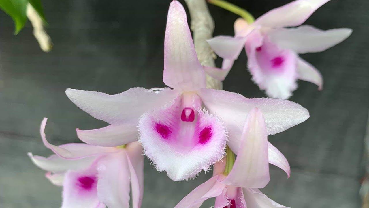 Phong Lan Rừng