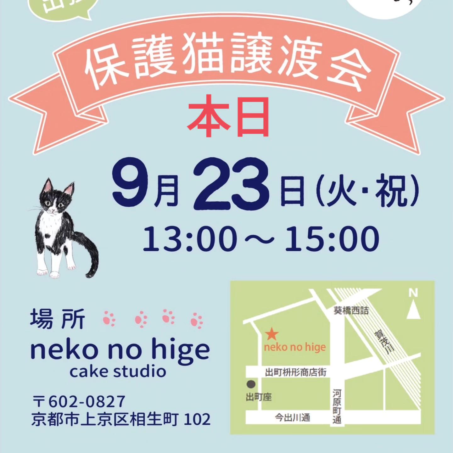 neko no hige cake studio