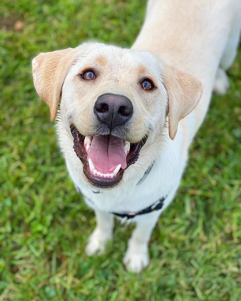 Pupstate NY - Meet Logan the Yellow Lab at June Farms •... | Facebook