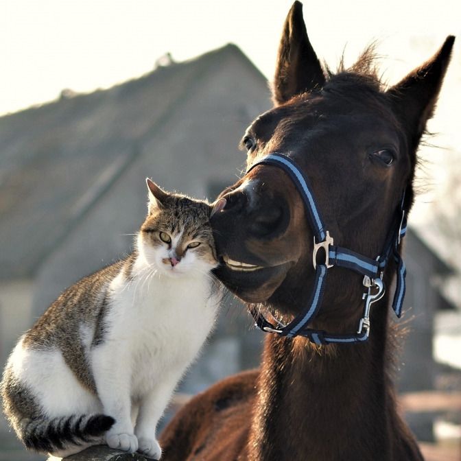 When Friendship Has No Boundaries 🐴🐱✨ Sometimes, the sweetest