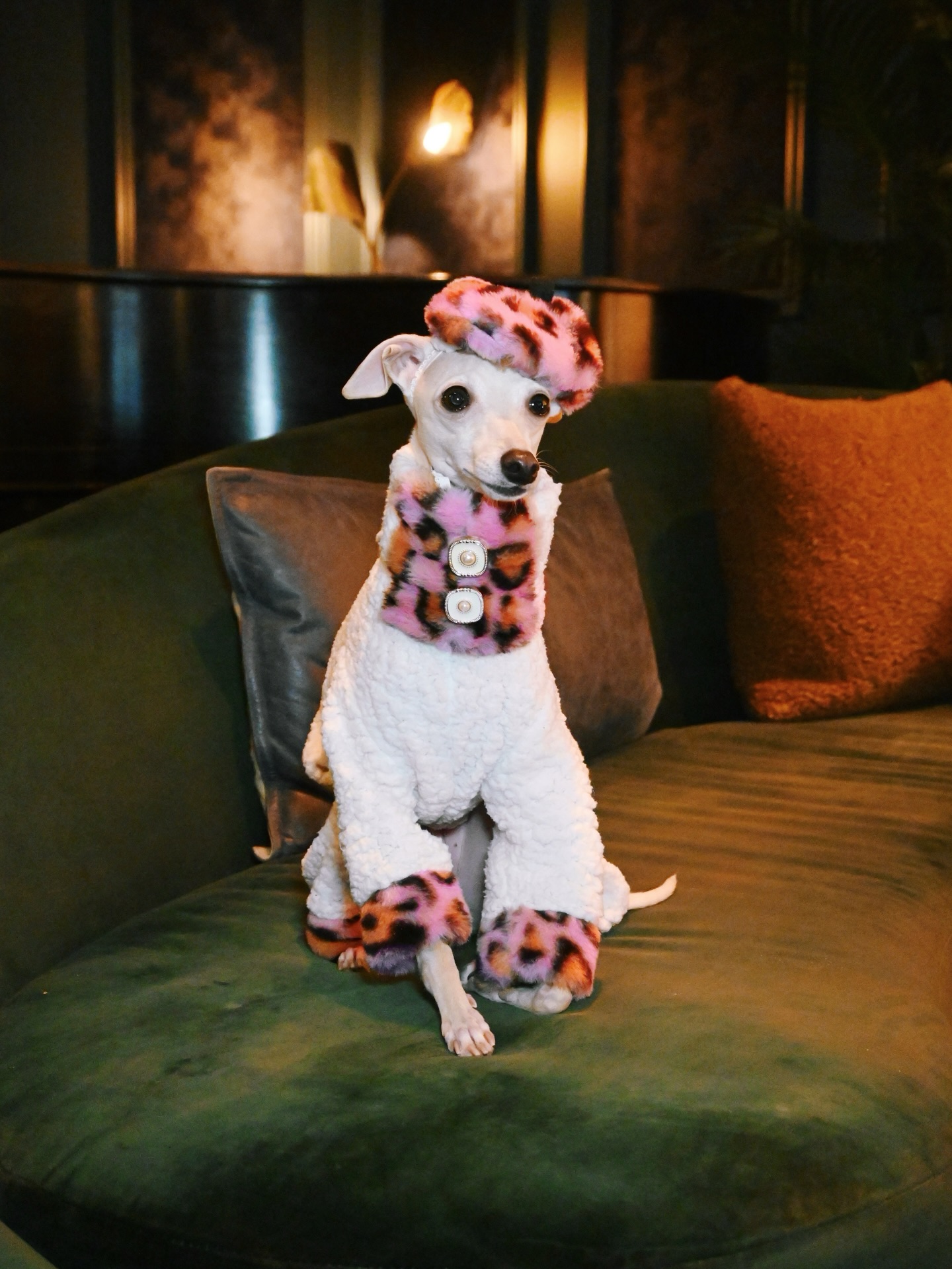 Tika the Iggy - Tika the Iggy added a new photo — at The...