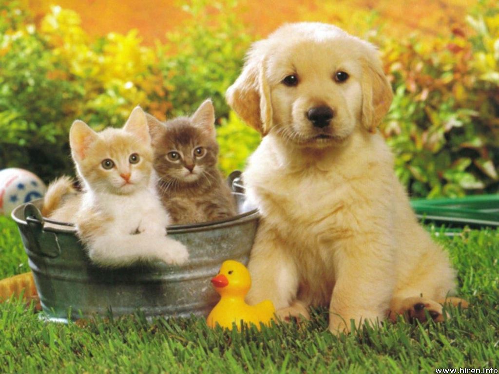 Camelot Court Animal Clinic Home