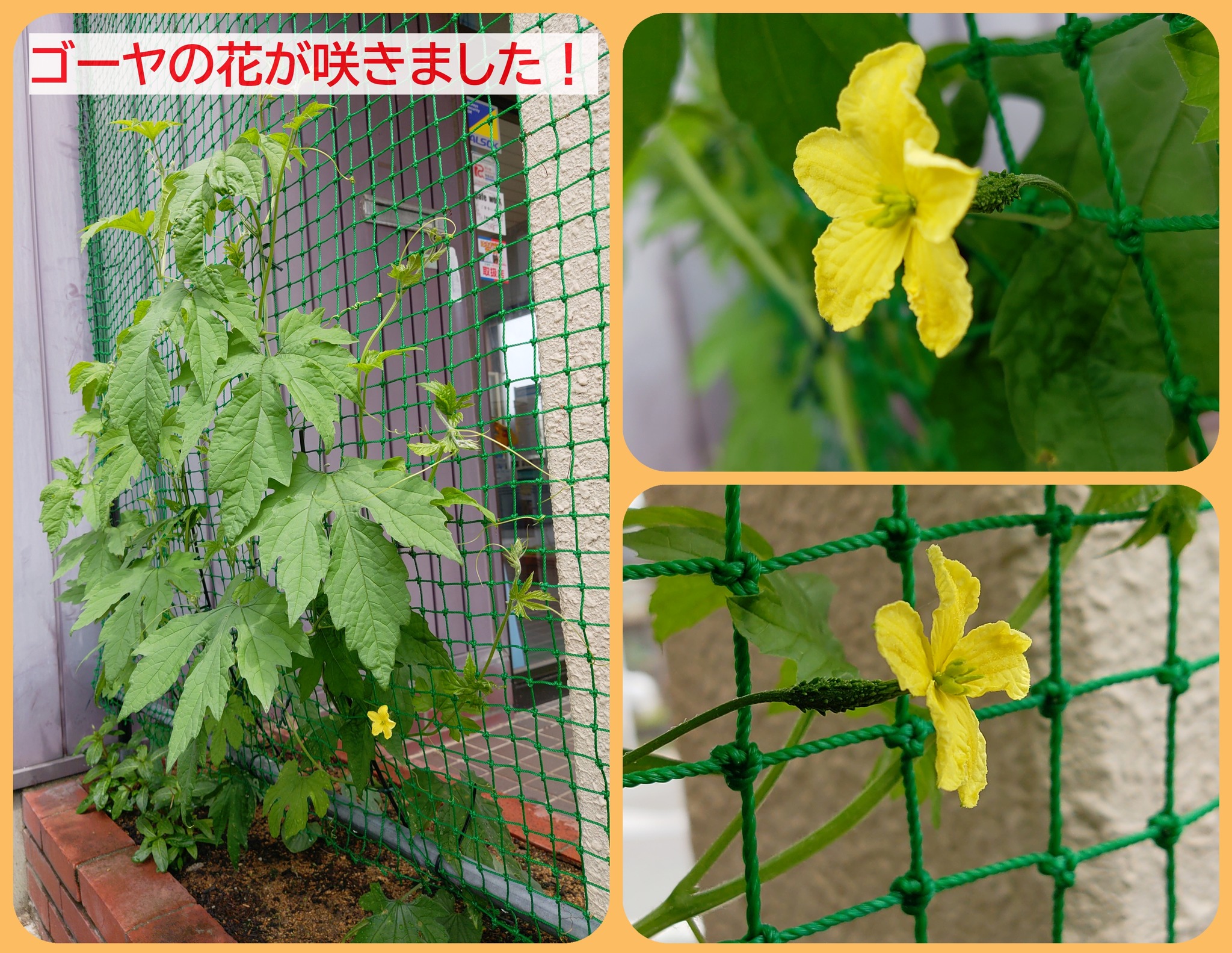 浜田電気工事株式会社 グリーンカーテン日記 6月14日 玄関横の花壇に植えたグリーンカーテンのゴーヤは 順調に育ち最初の花が咲きました 花は 雌花で付け根にはゴーヤの実の赤ちゃんが付いていますが まだ雄花が咲いていないのでこの実は育たないと思います