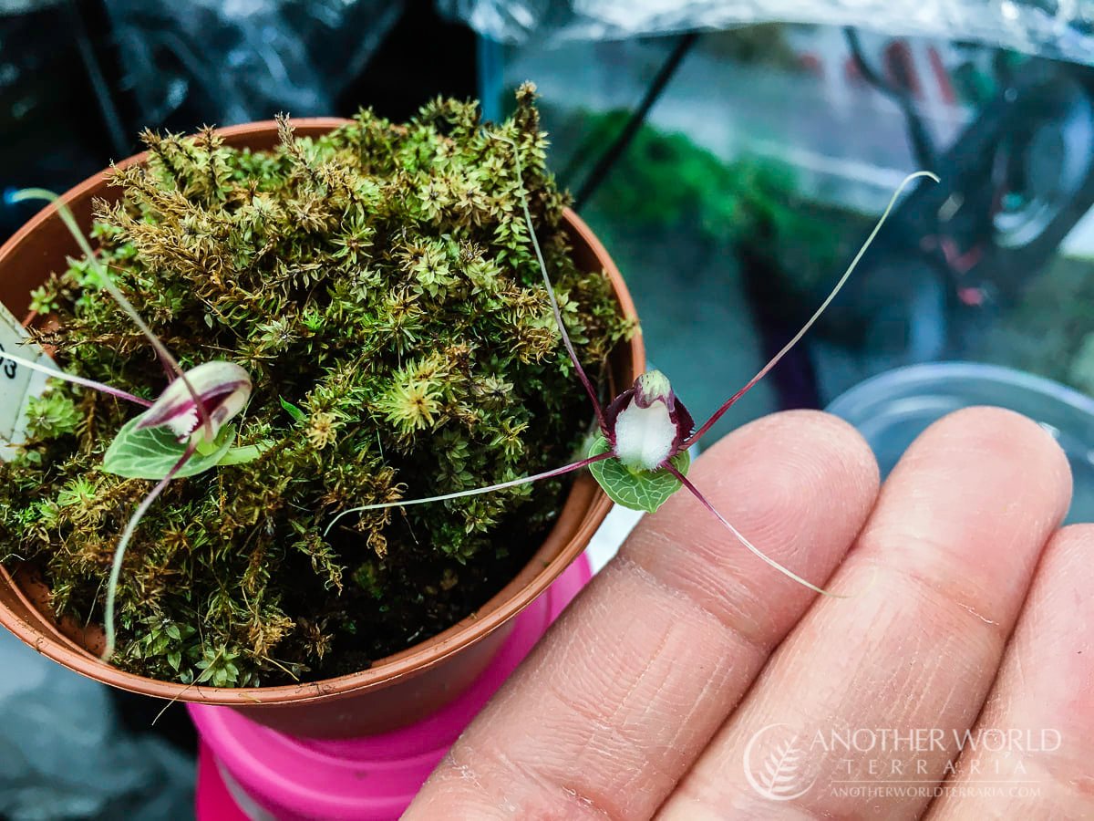 Magical miniature terrestrial orchid Corybas Umbrosus and Corybas