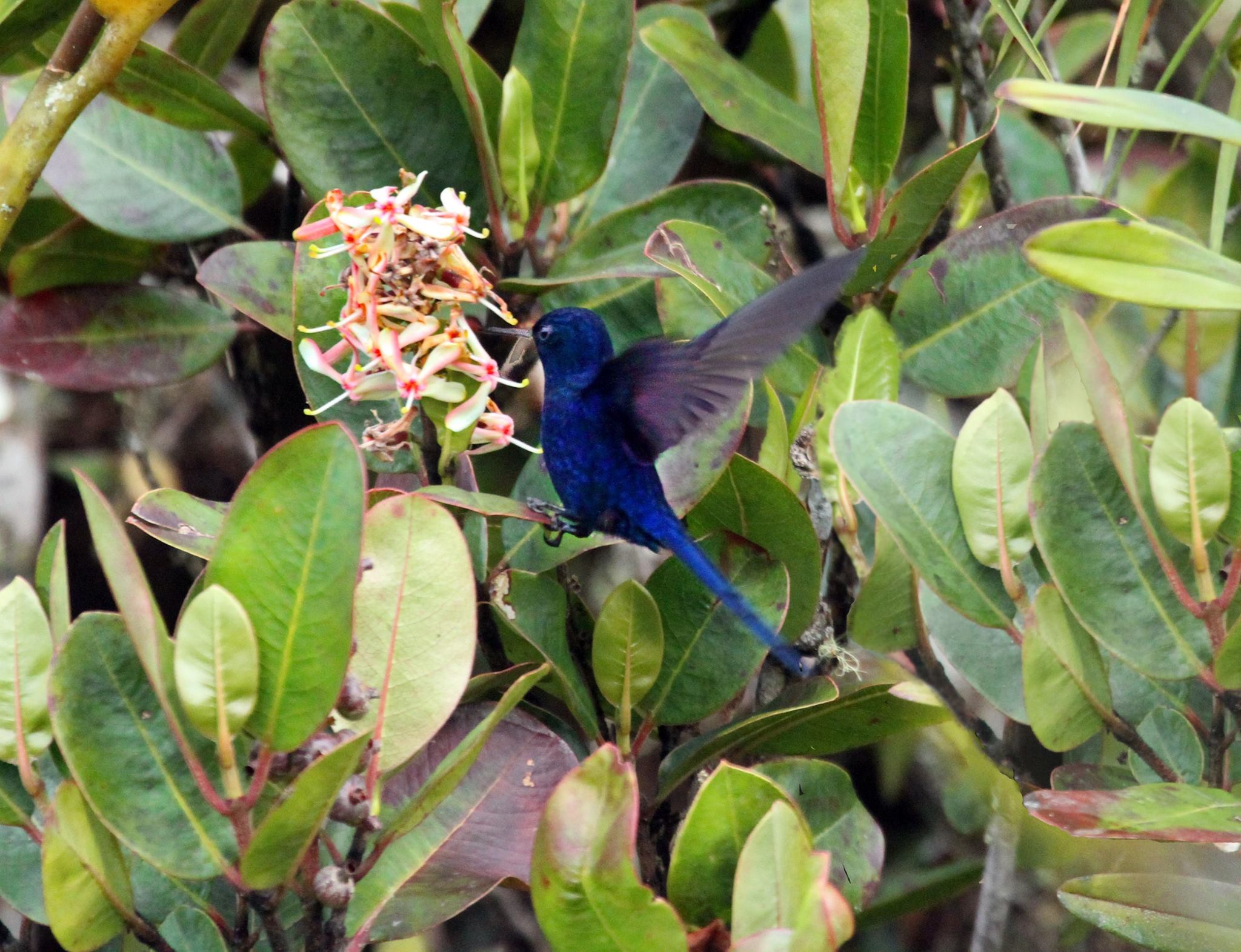 El colibri Angel del... Conservación Jardines Ángel del sol