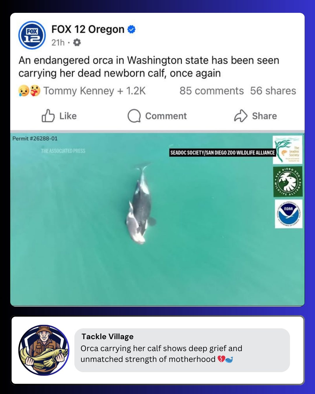 Tackle - An orca carrying her calf proves the real meaning of strength ...