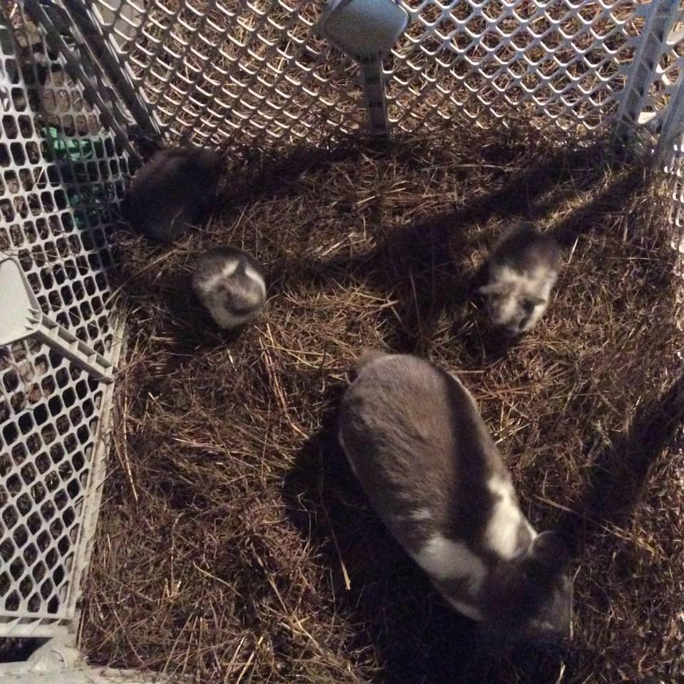 Name Him George Rabbits - Home