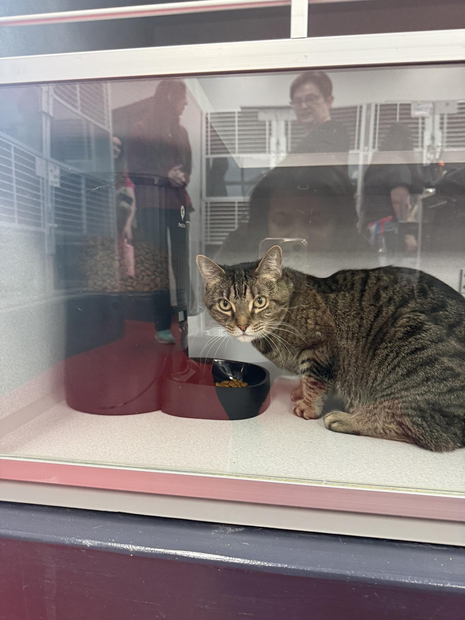 Catisfaction Cat Clinic