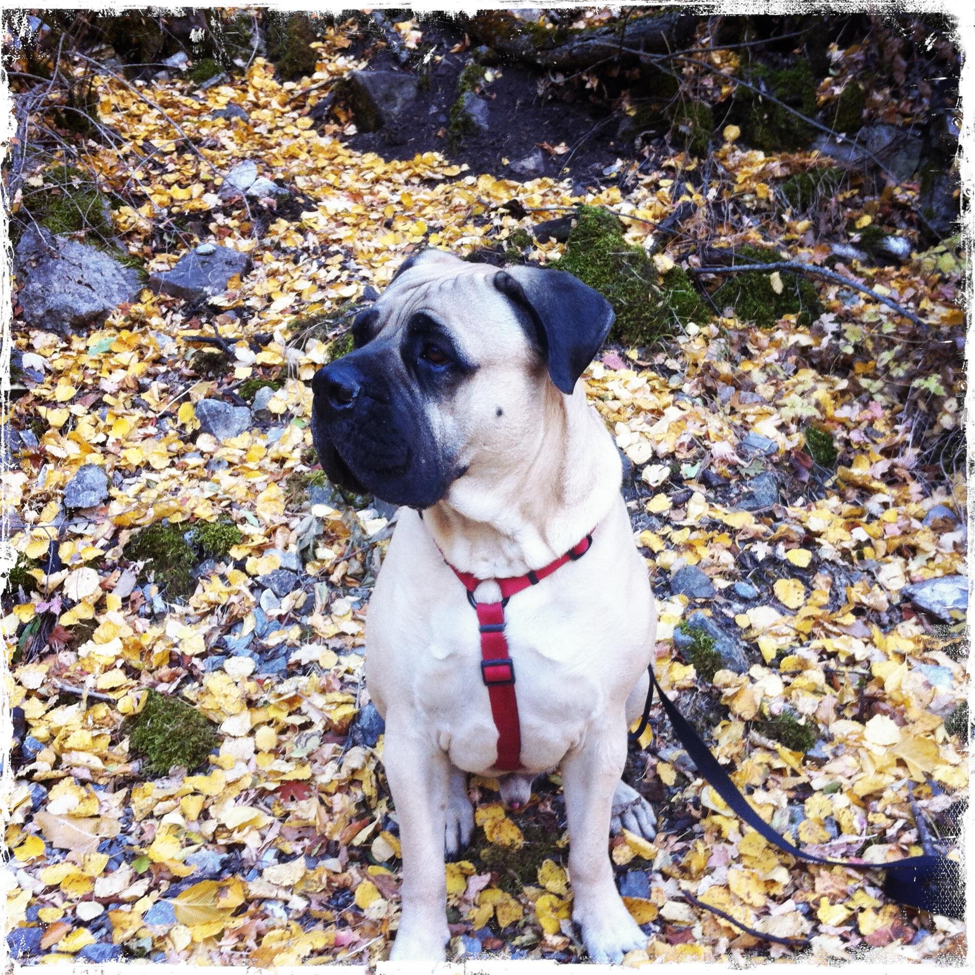 Winston Mathis the Bullmastiff - Home