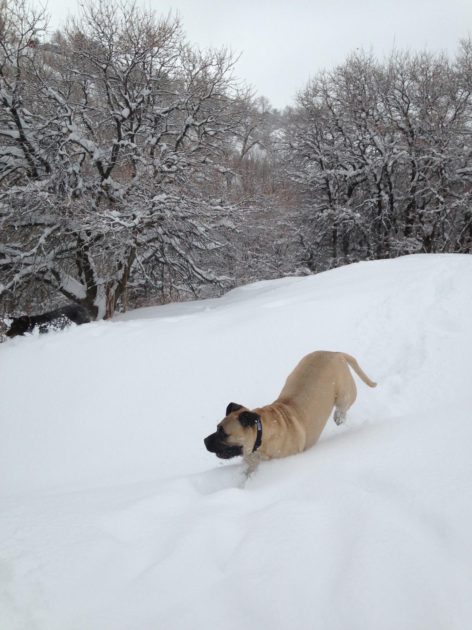Winston Mathis the Bullmastiff - Home