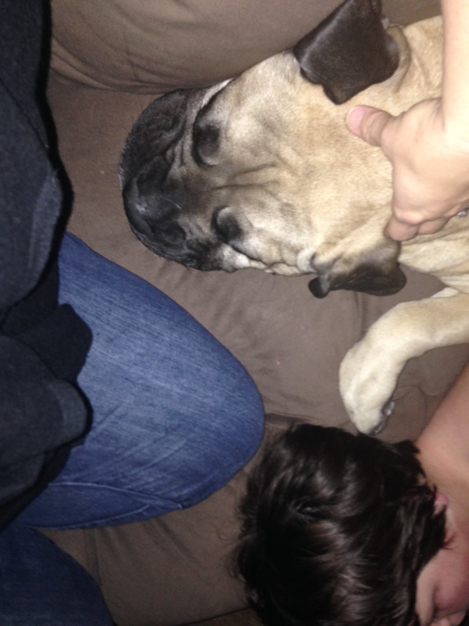 Winston Mathis the Bullmastiff - Home