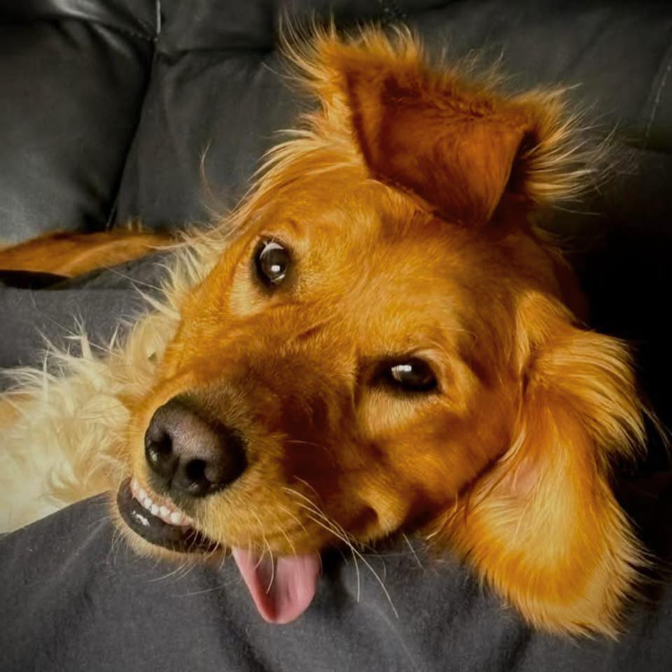 I like to call her my over- retriever 🤣 | Facebook