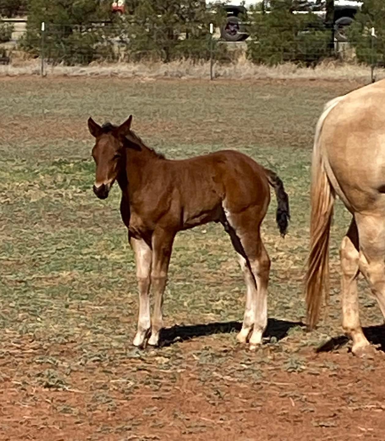 Rafter R Ranch | Abilene TX