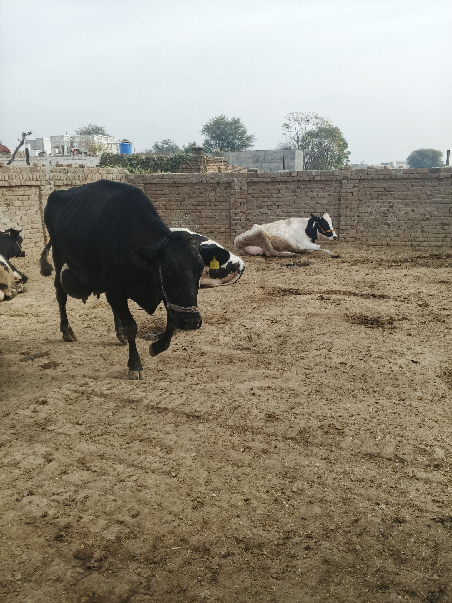 Nili Ravi Buffalo Dairy added a... - Nili Ravi Buffalo Dairy