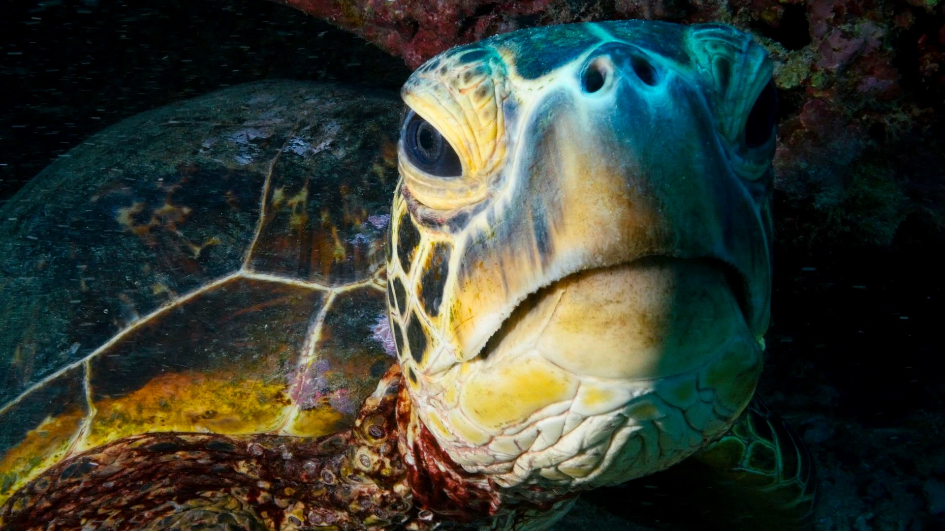 The Green Sea Turtle (named after the... - Riot and the Dance | Facebook