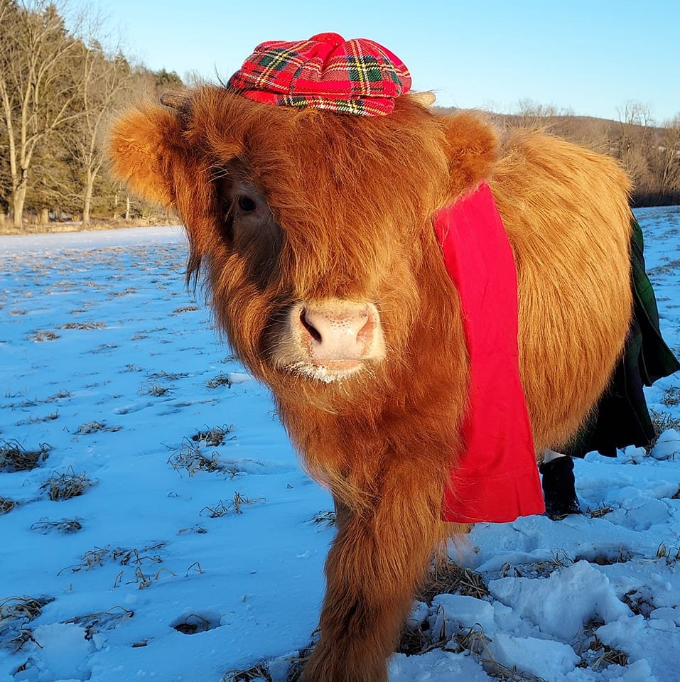 This is just what works for us on the farm. The hay cradle supports the ...