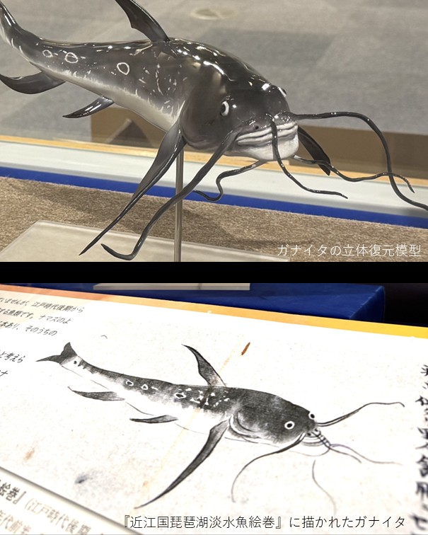 滋賀県立琵琶湖博物館（Lake - 水族展示のいくらかの水槽はすでに魚を
