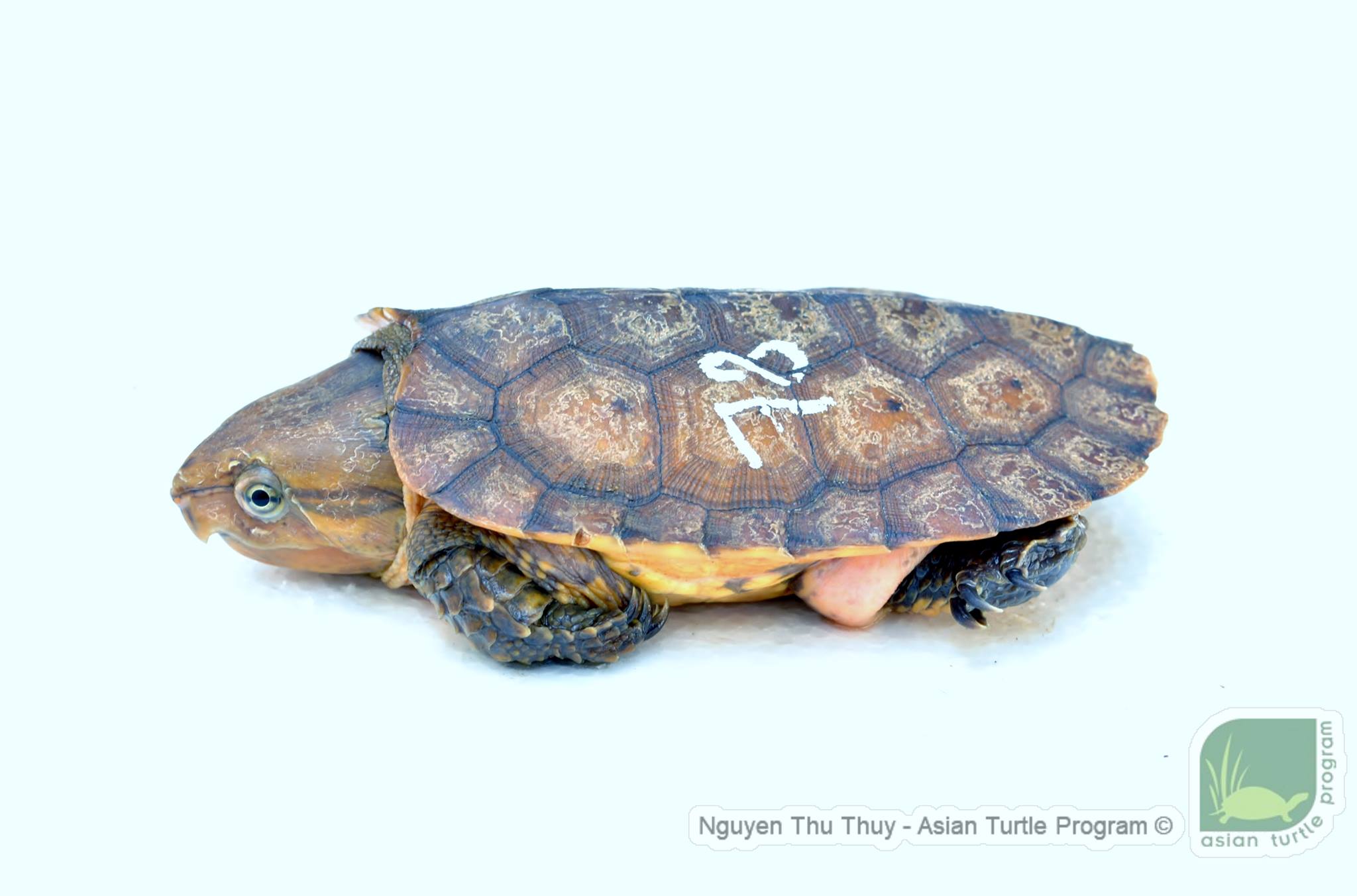 At the Turtle Conservation Centre... - Asian Turtle Program | Facebook