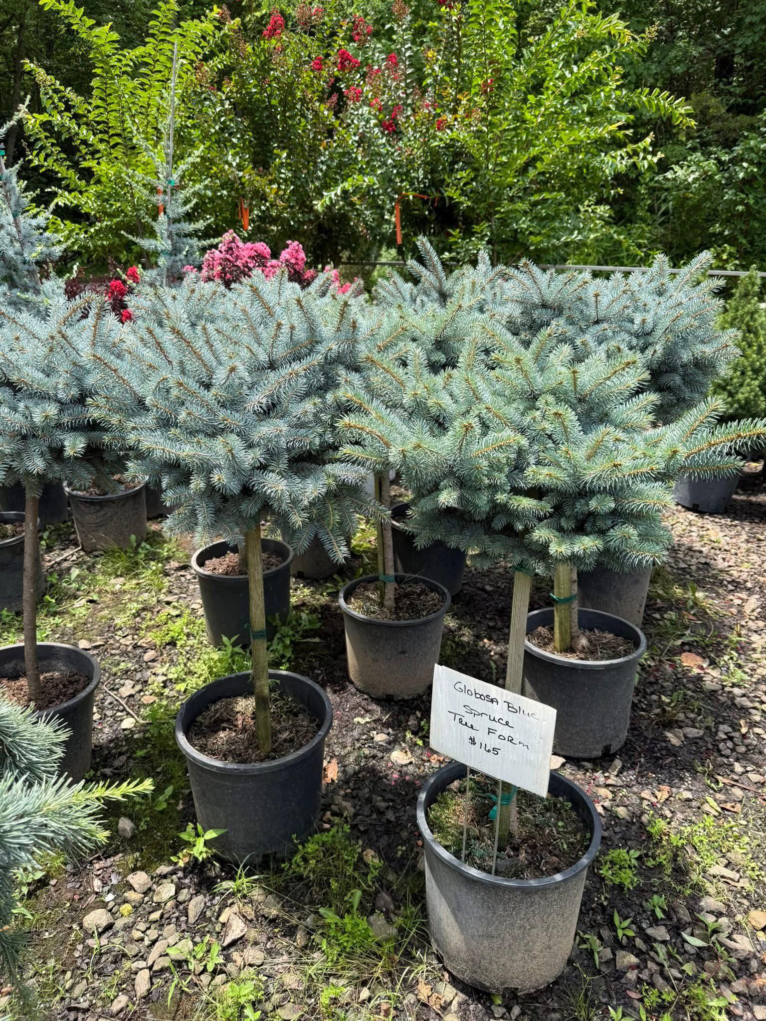 Juniper - 🌲💙 Globosa Blue Spruce Sale! 💙🌲 Add a pop of cool blue to ...