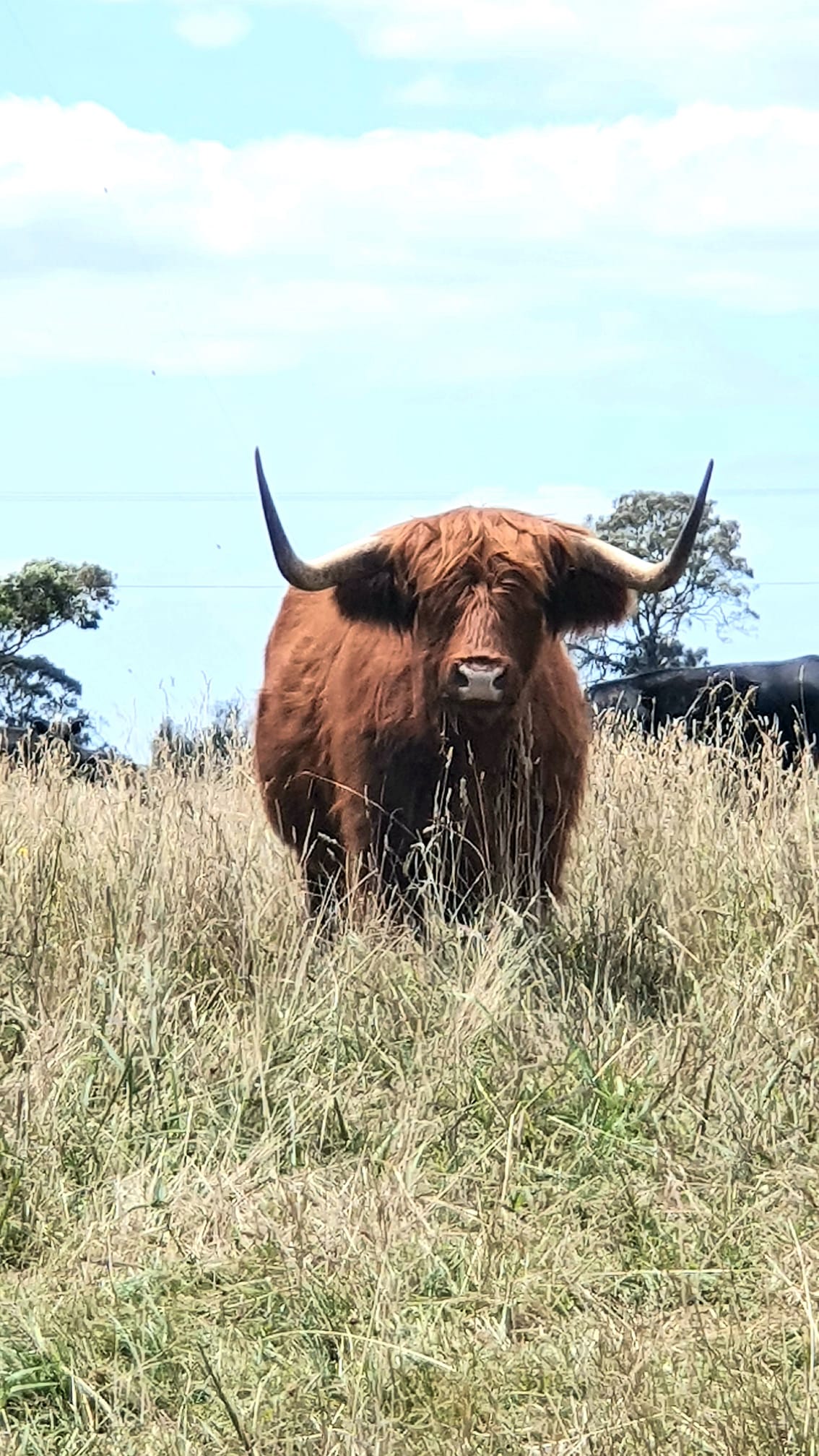 🤪 Show us your Unique farm... - Myrtlebank Roaming Farms | Facebook