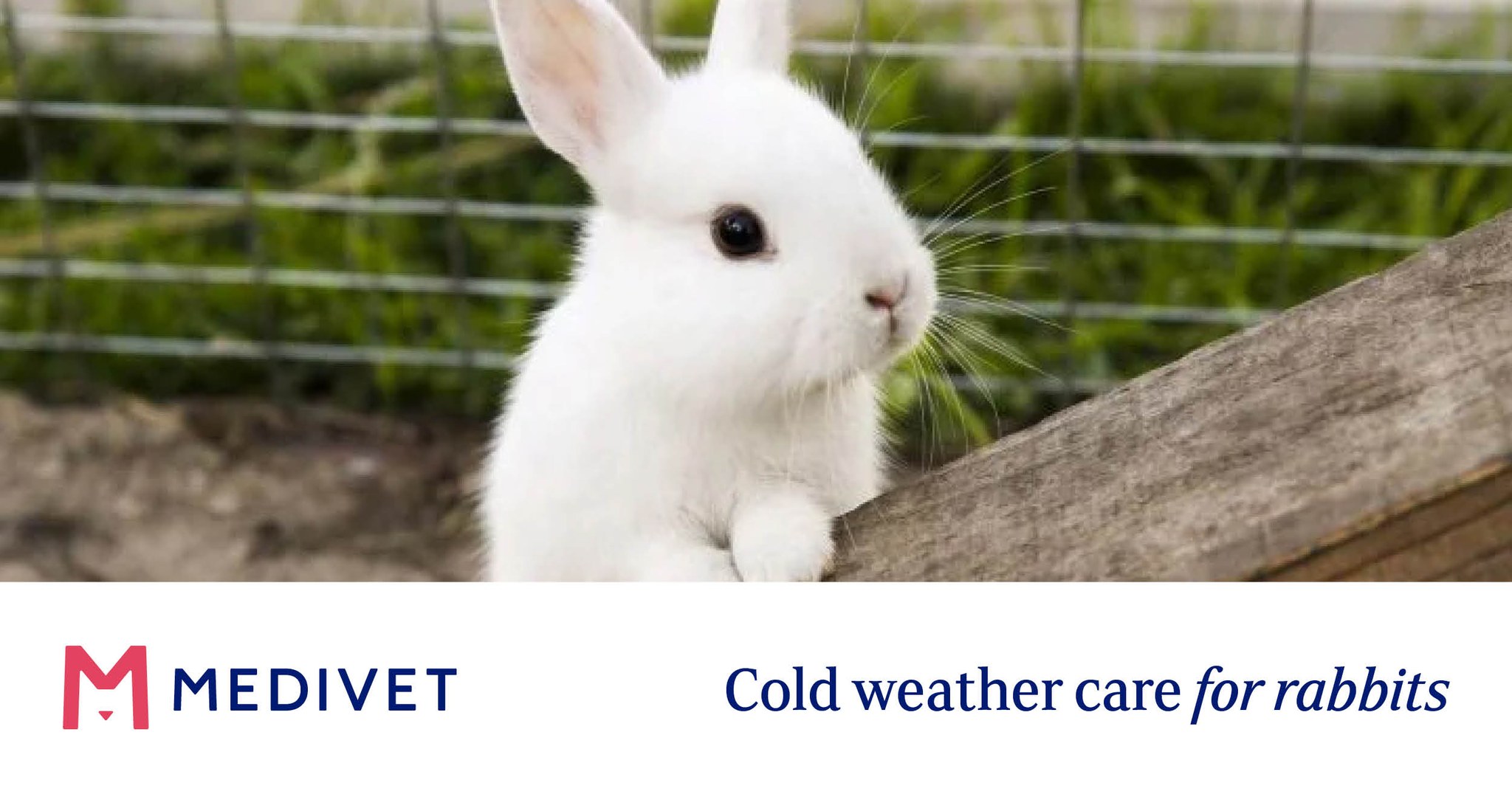 The London - Providing extra care and warmth for rabbits is ...