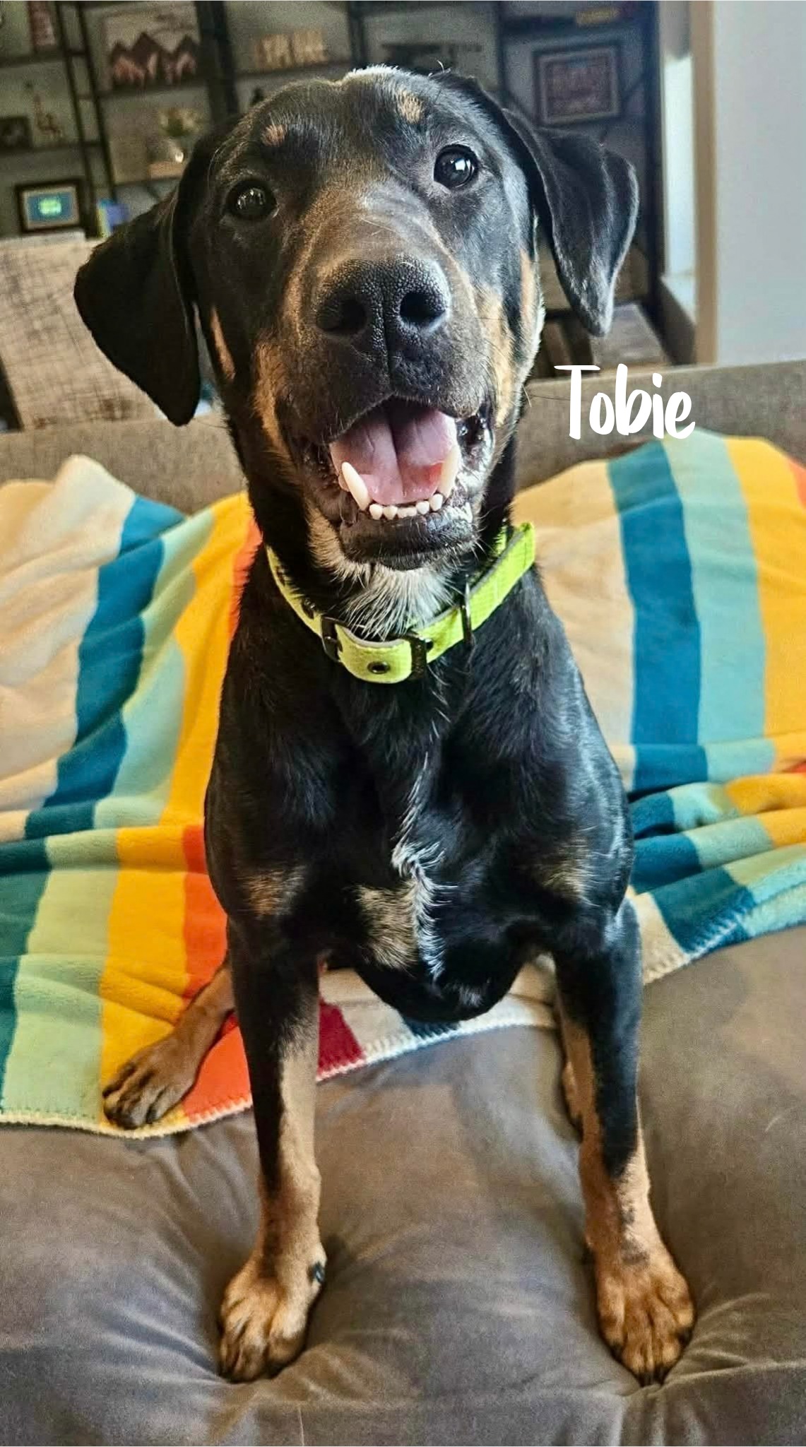 We owe everyone a full Mabel... - Forgotten Dogs Rescue | Facebook