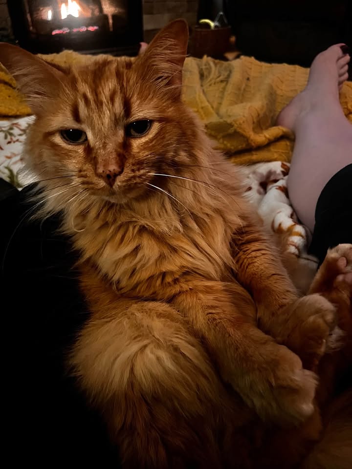 YYC - LOST dlh orange tabby cat in #Acadia SE since Sep 5. MSG