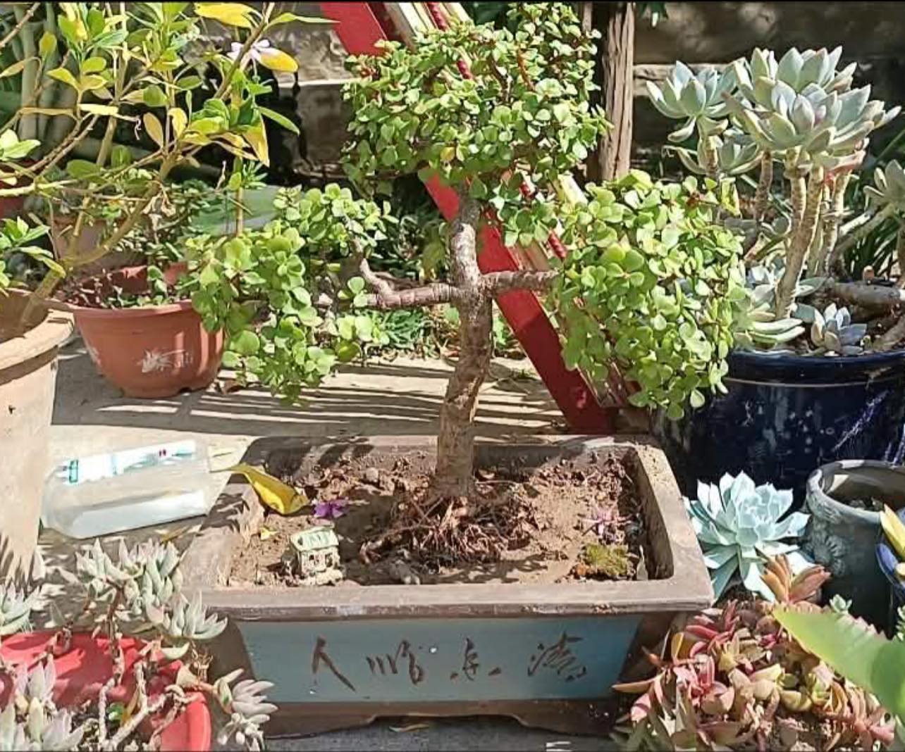 長方馬槽紫砂鉢 色絵釉水牡丹小葉勒竹盆 大盆栽 小盆栽 紫砂马槽盆一大一小，size看图说话，rm90for1big，rm65for1 small，种