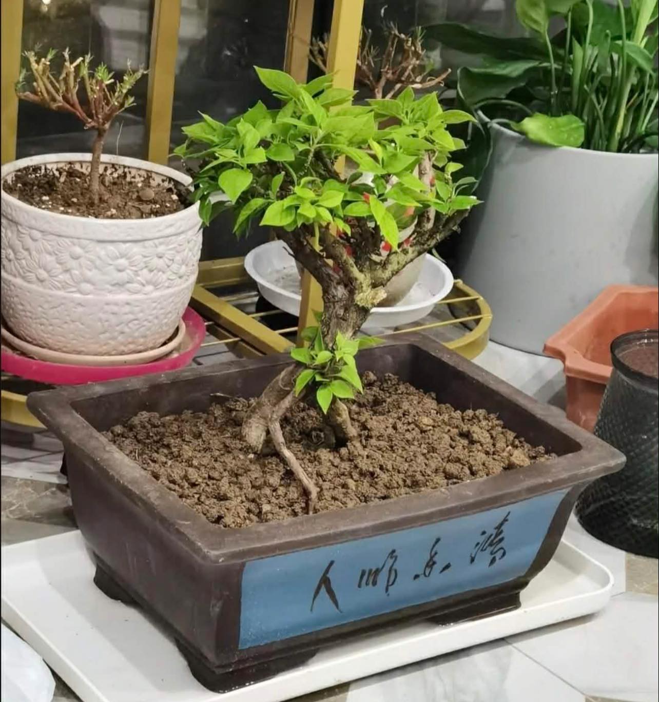 紫砂马槽盆一大一小，size看图说话，rm90for1big，rm65for1 small，种
