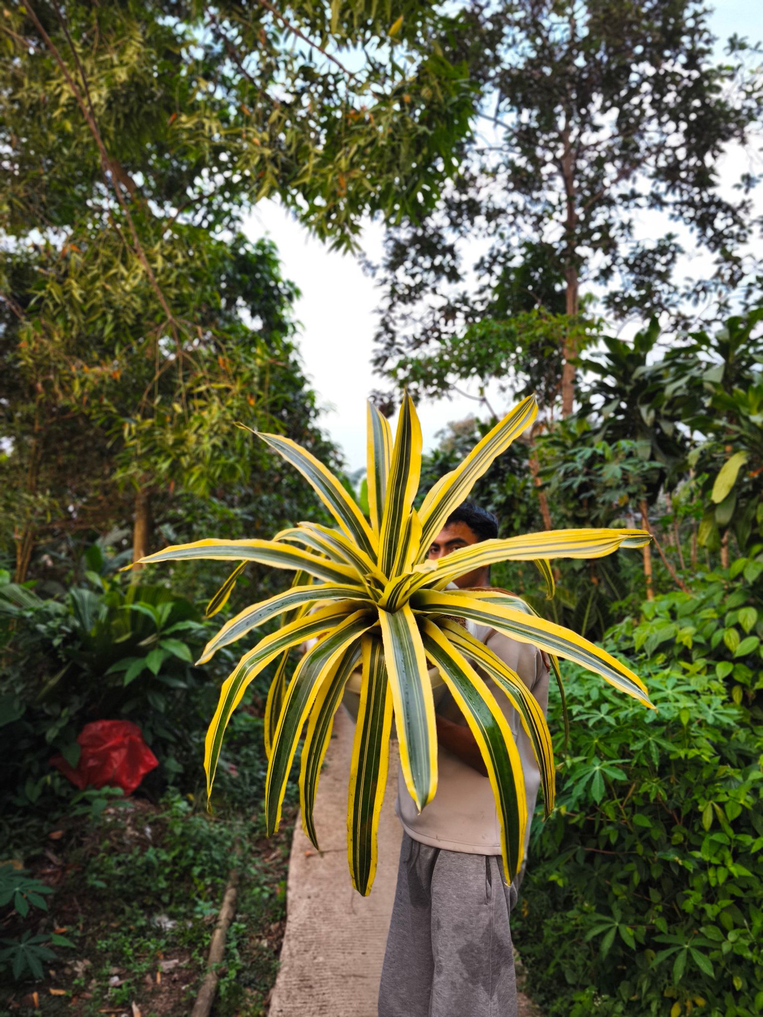 Neoregelia SNAKE CHARMER