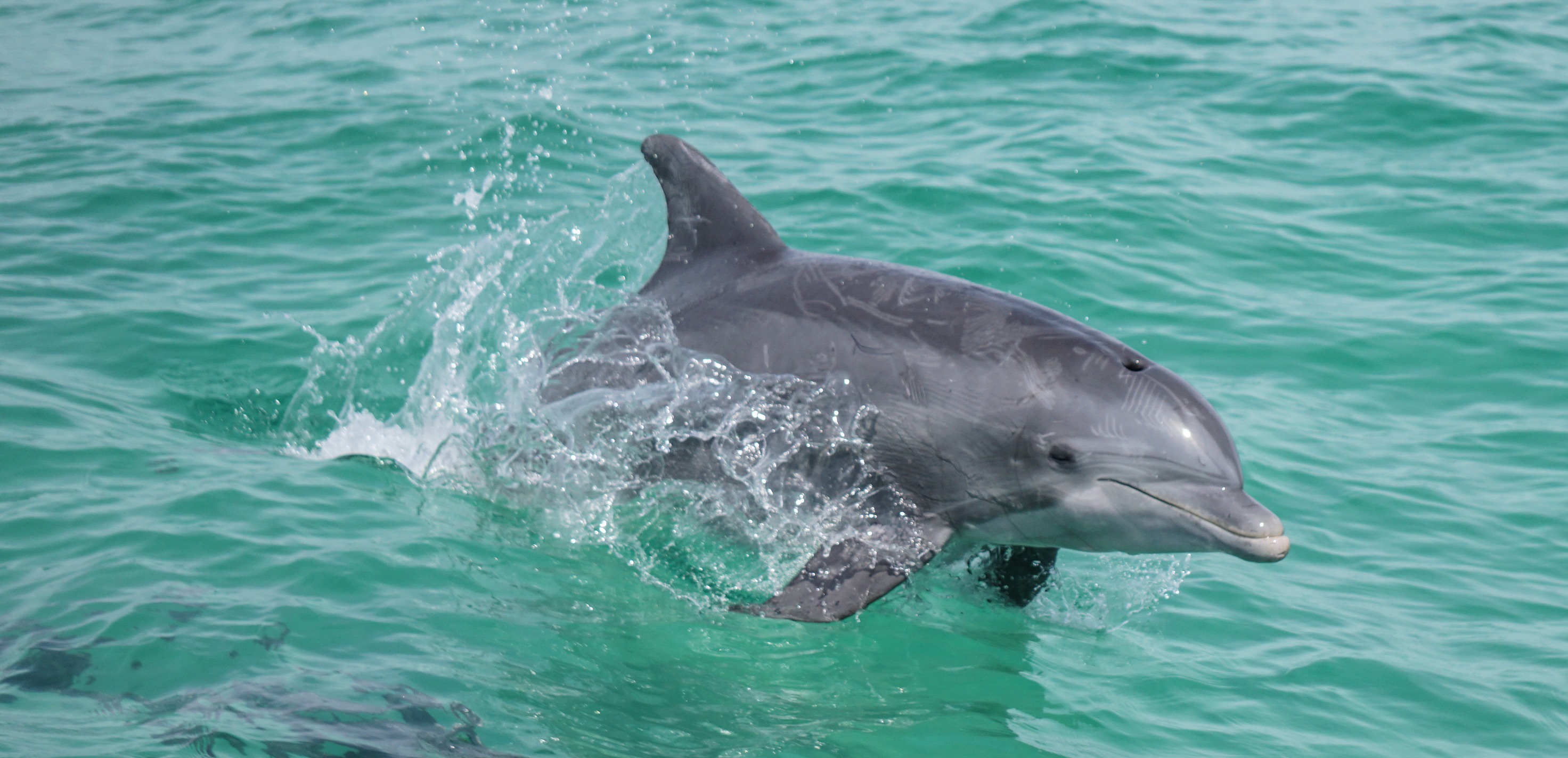 Florida friends would anyone beable to... - Melyssa Blossoms | Facebook
